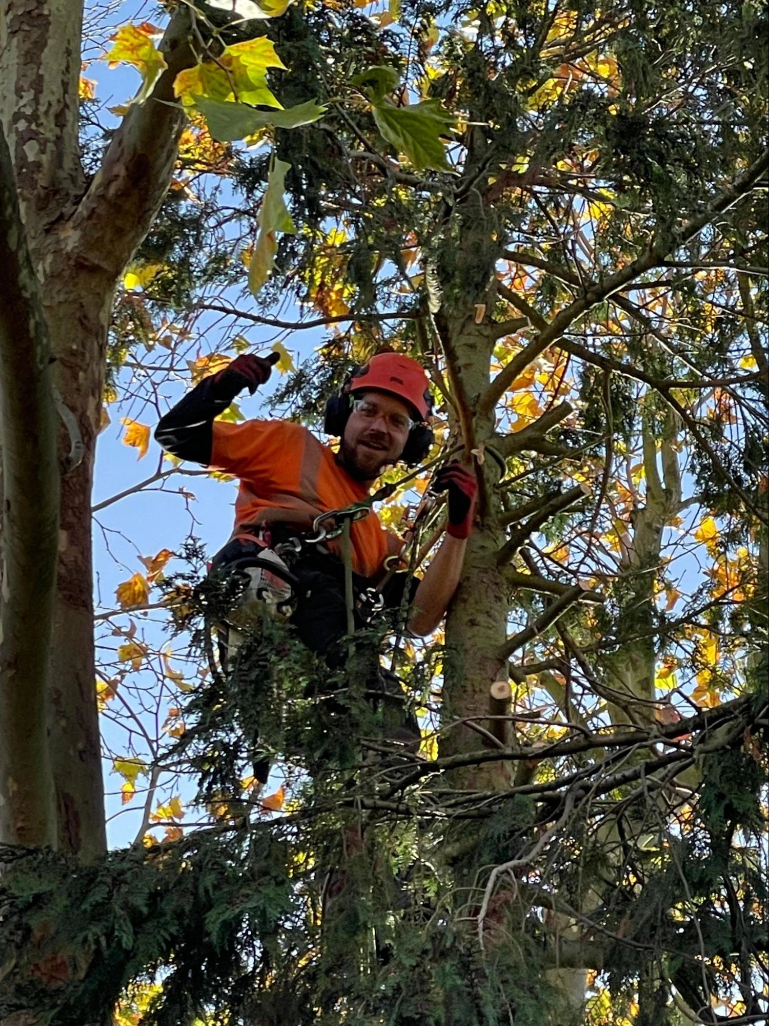 Romford Tree Care Experts